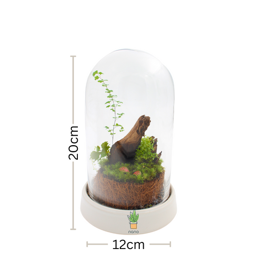 Piece of forest 🪵