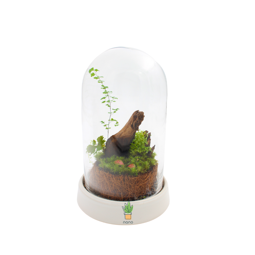 Piece of forest 🪵