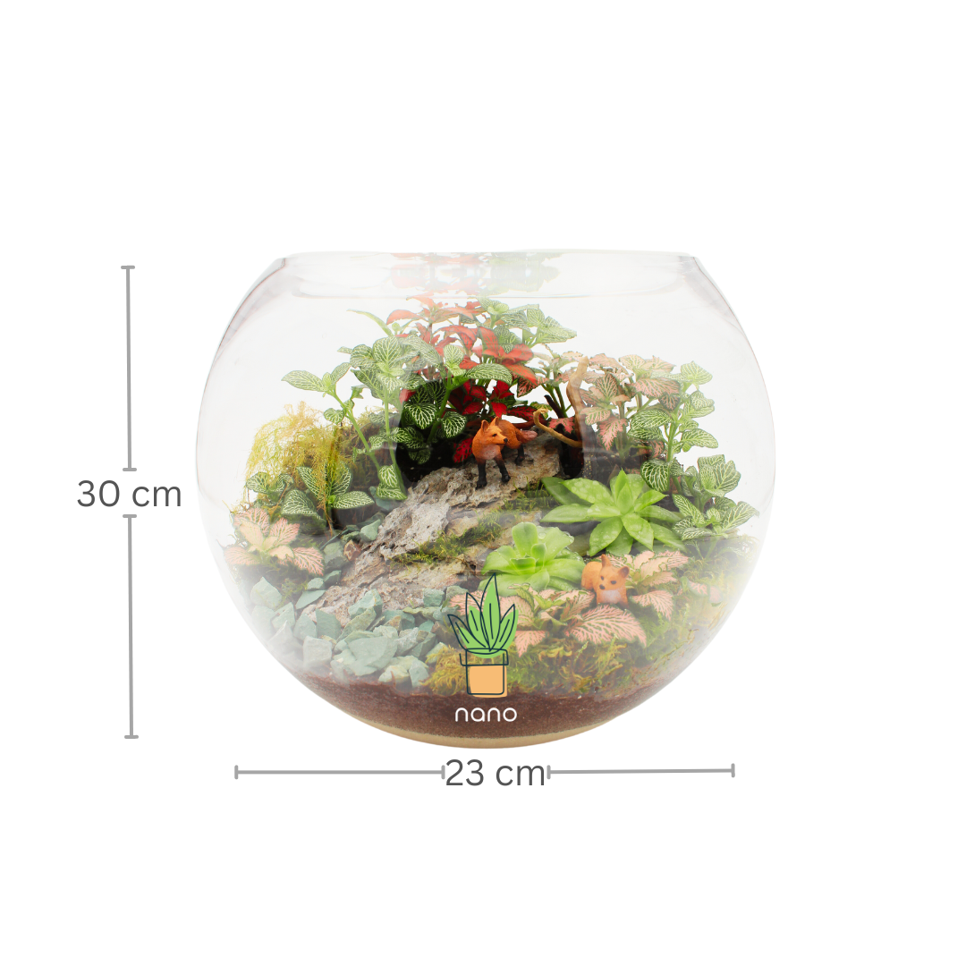 Fox in the woods 🦊