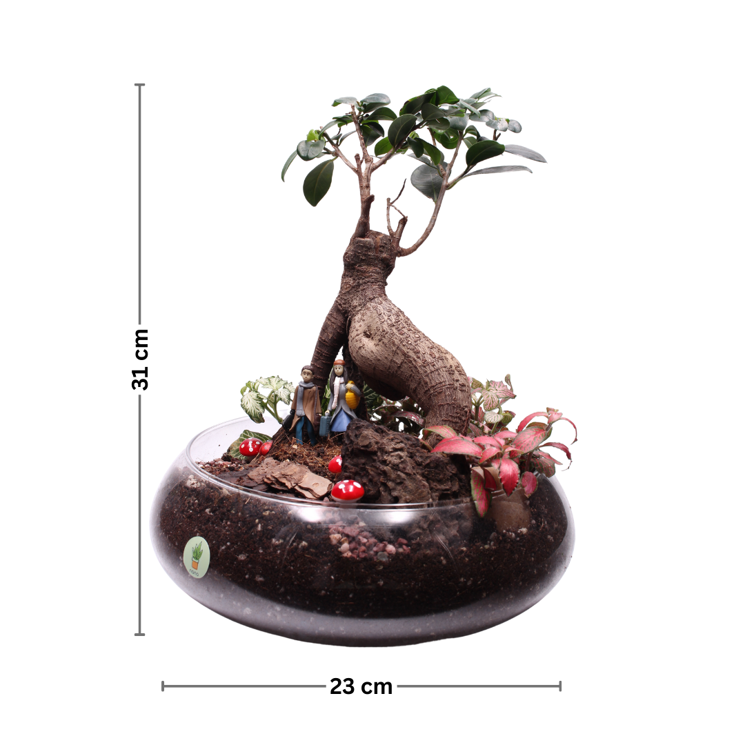 Bonsai Arch ๐ฑ๐ซ