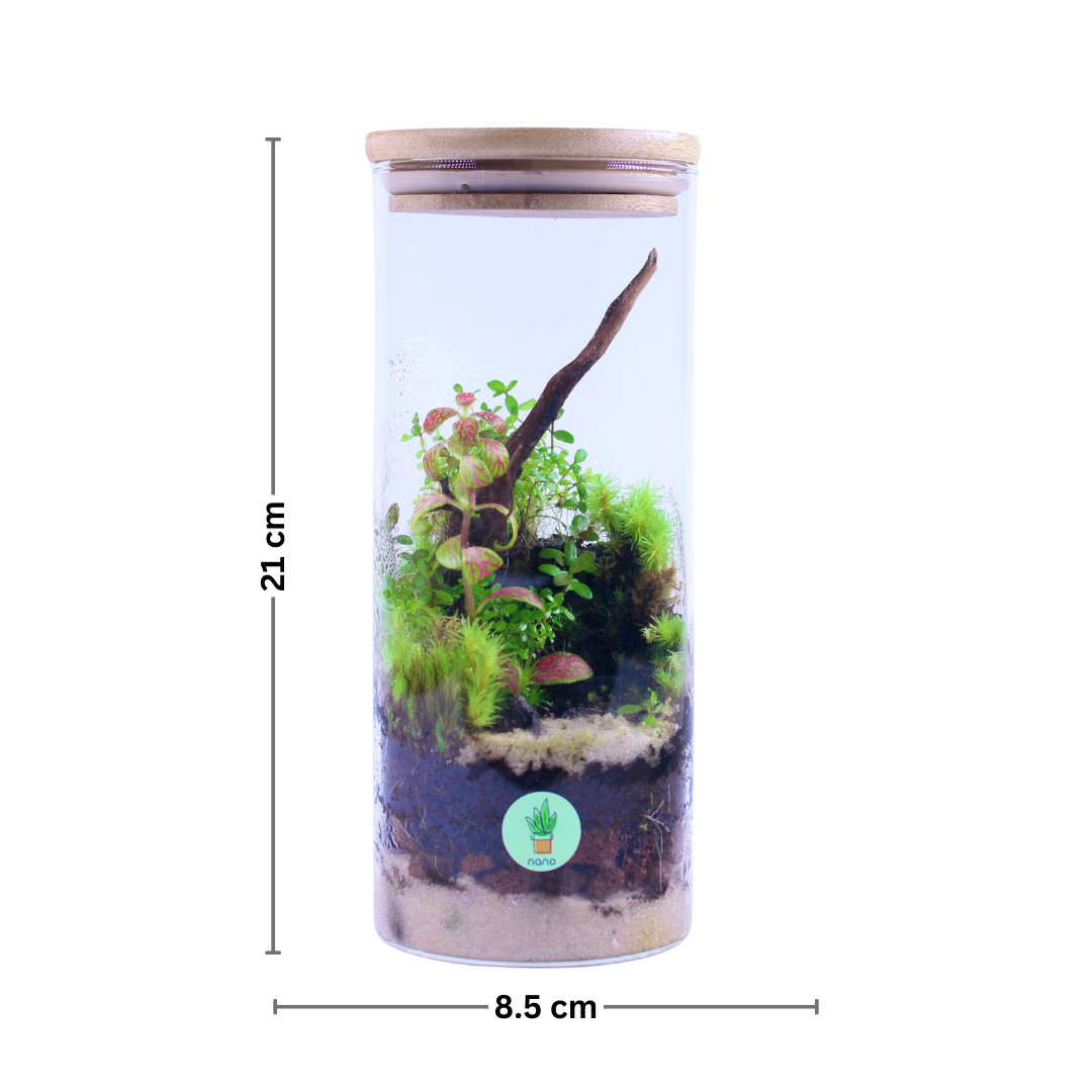 nano Island Terrarium 🏝️