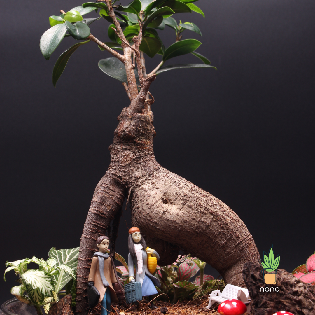 Bonsai Arch ๐ฑ๐ซ