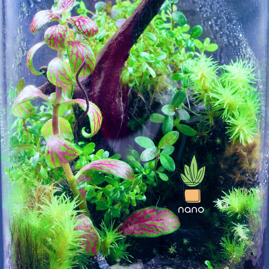 nano Island Terrarium 🏝️