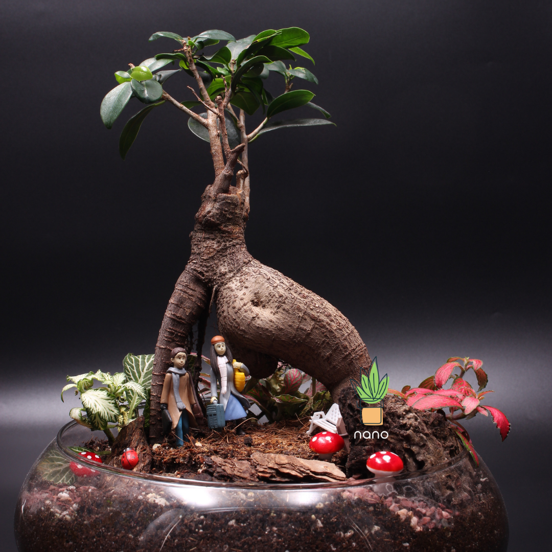 Bonsai Arch 🌱👫 – nanooyard