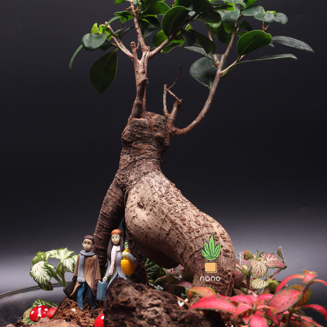 Bonsai Arch ๐ฑ๐ซ