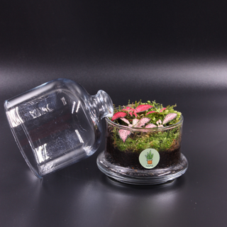 nano Garden Terrarium 🌱