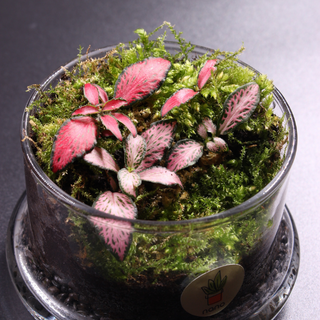 nano Garden Terrarium 🌱