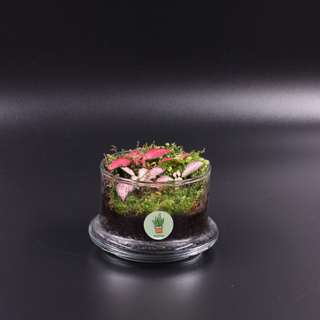 nano Garden Terrarium 🌱