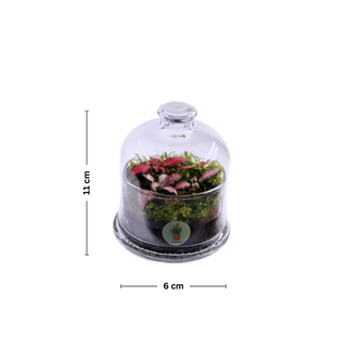 nano Garden Terrarium 🌱