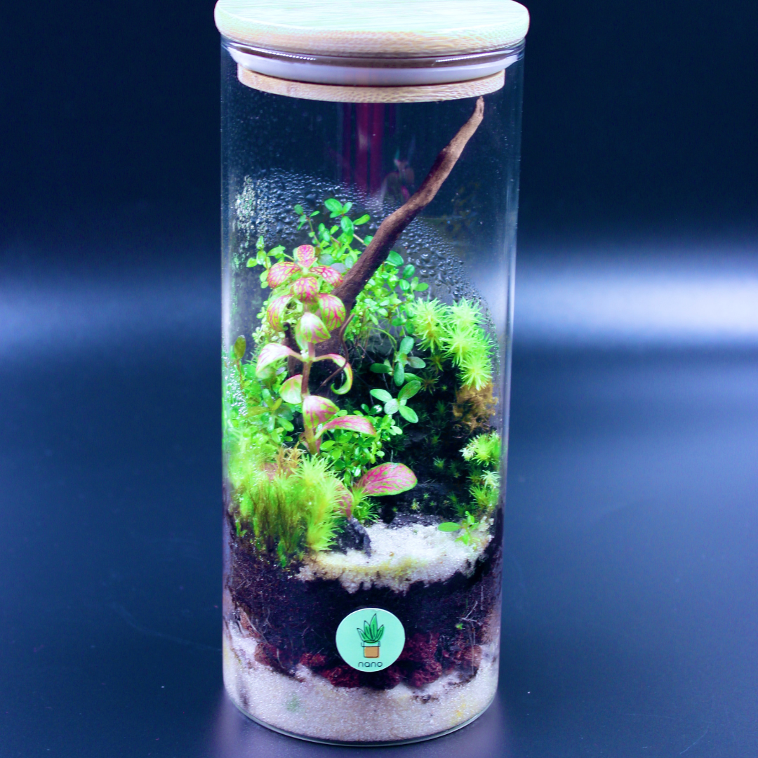 nano Island Terrarium 🏝️